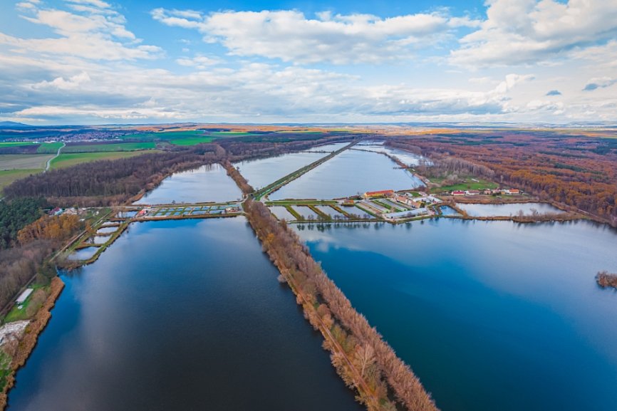 Poplatkový hon na kachny