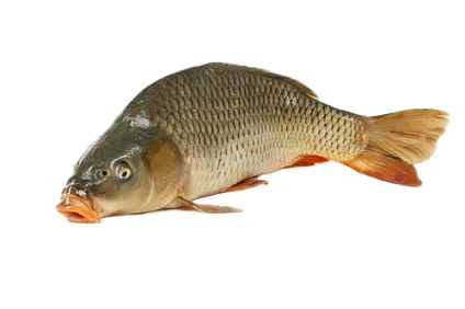 Kapr obecný lysec