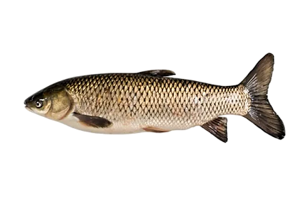 Kapr obecný šupináč